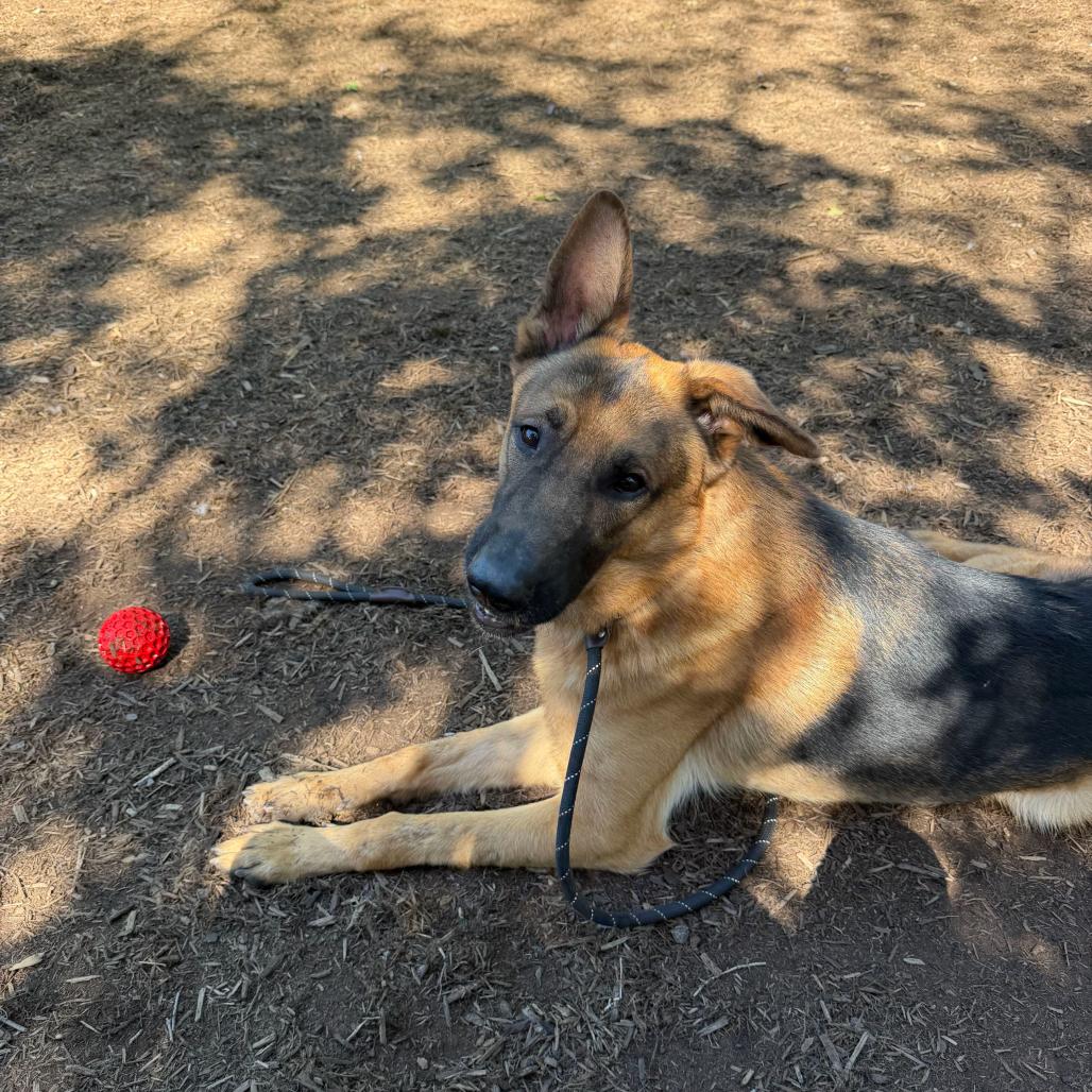 Enlarge Hughie, a Adoptable German Shepherd Dog in Chester Springs, PA image 2/5