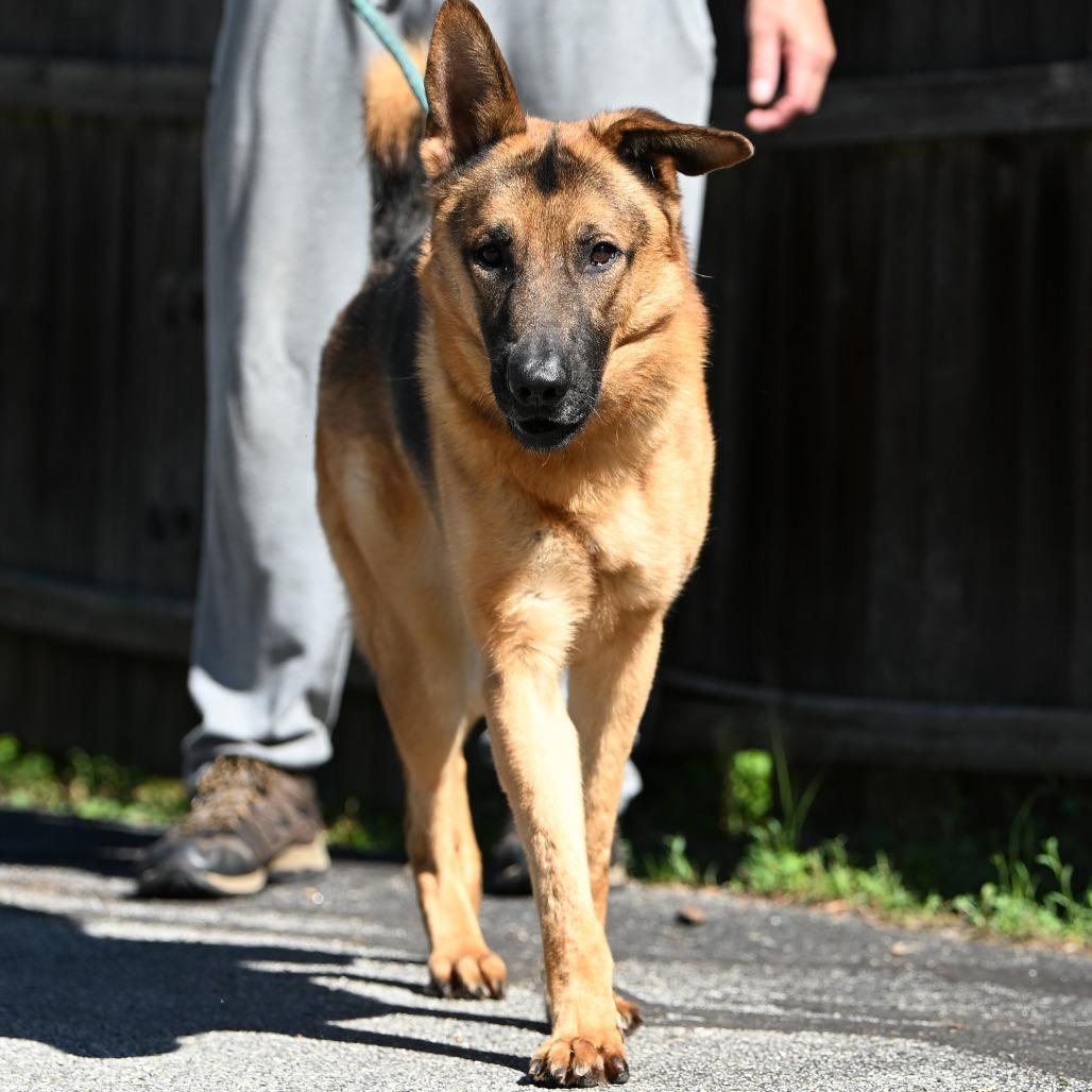 Enlarge Hughie, a Adoptable German Shepherd Dog in Chester Springs, PA image 5/5