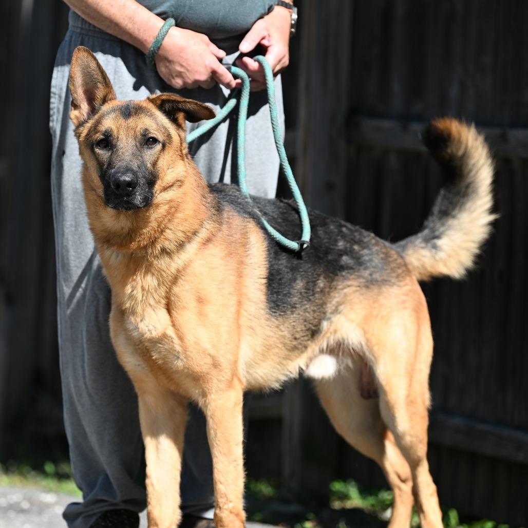 Enlarge Hughie, a Adoptable German Shepherd Dog in Chester Springs, PA image 3/5
