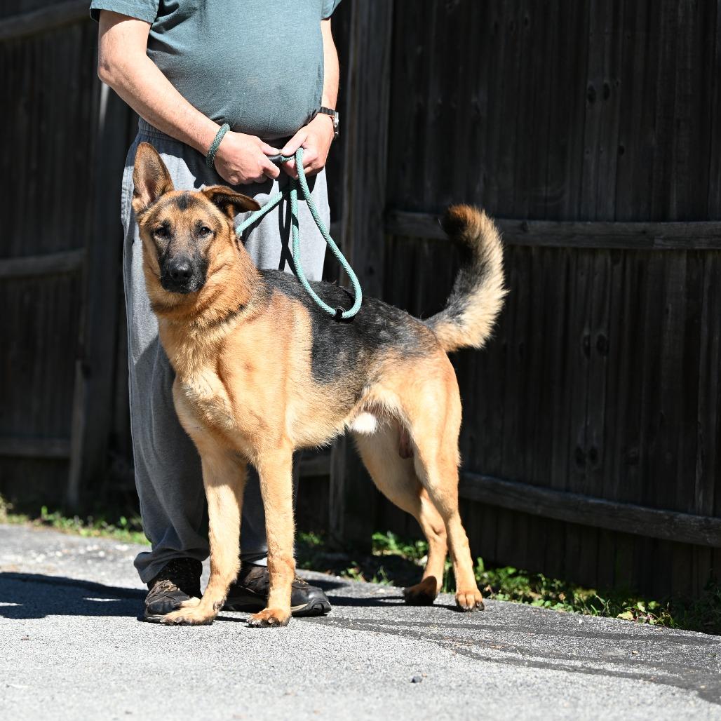 Hughie, Adoptable, Adult Male German Shepherd Dog.