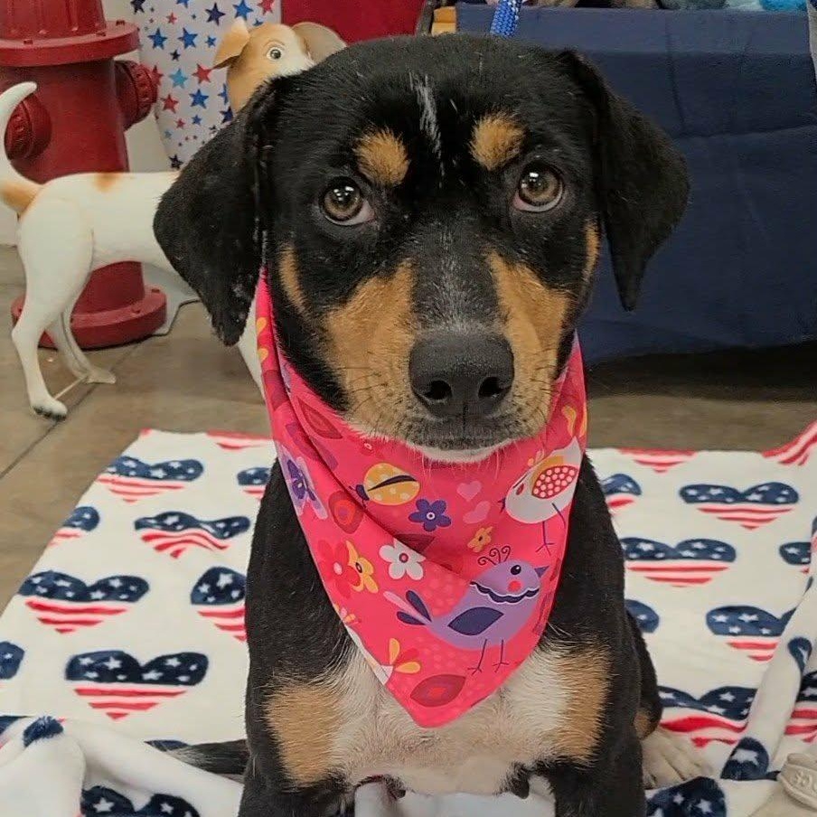 Star, a ADOPTABLE Mixed Breed in Woolwich, ME image 2/4