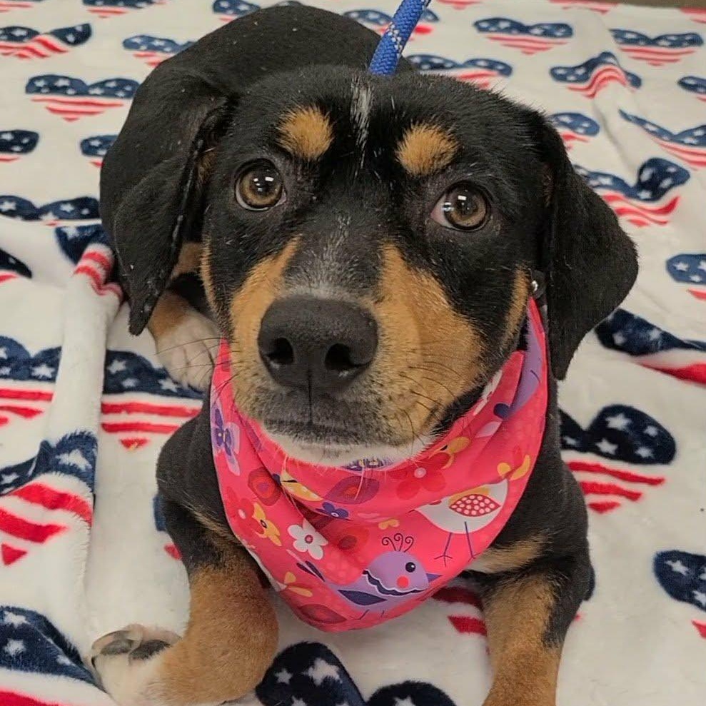 Star, a ADOPTABLE Mixed Breed in Woolwich, ME image 1/4