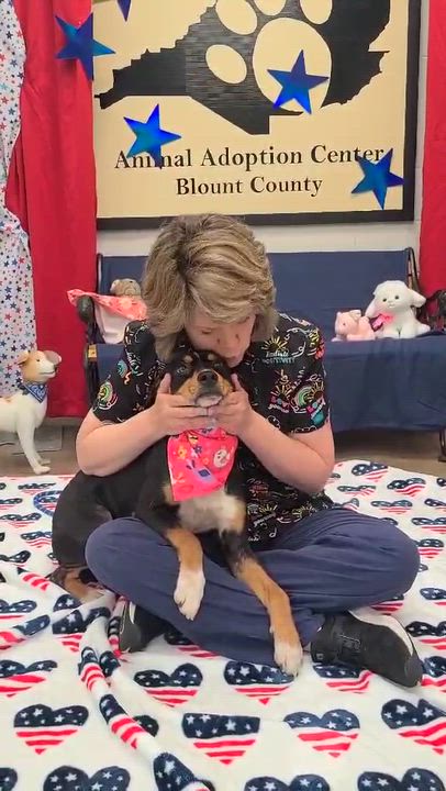 Enlarge Star, a ADOPTABLE Mixed Breed in Woolwich, ME video 4/4