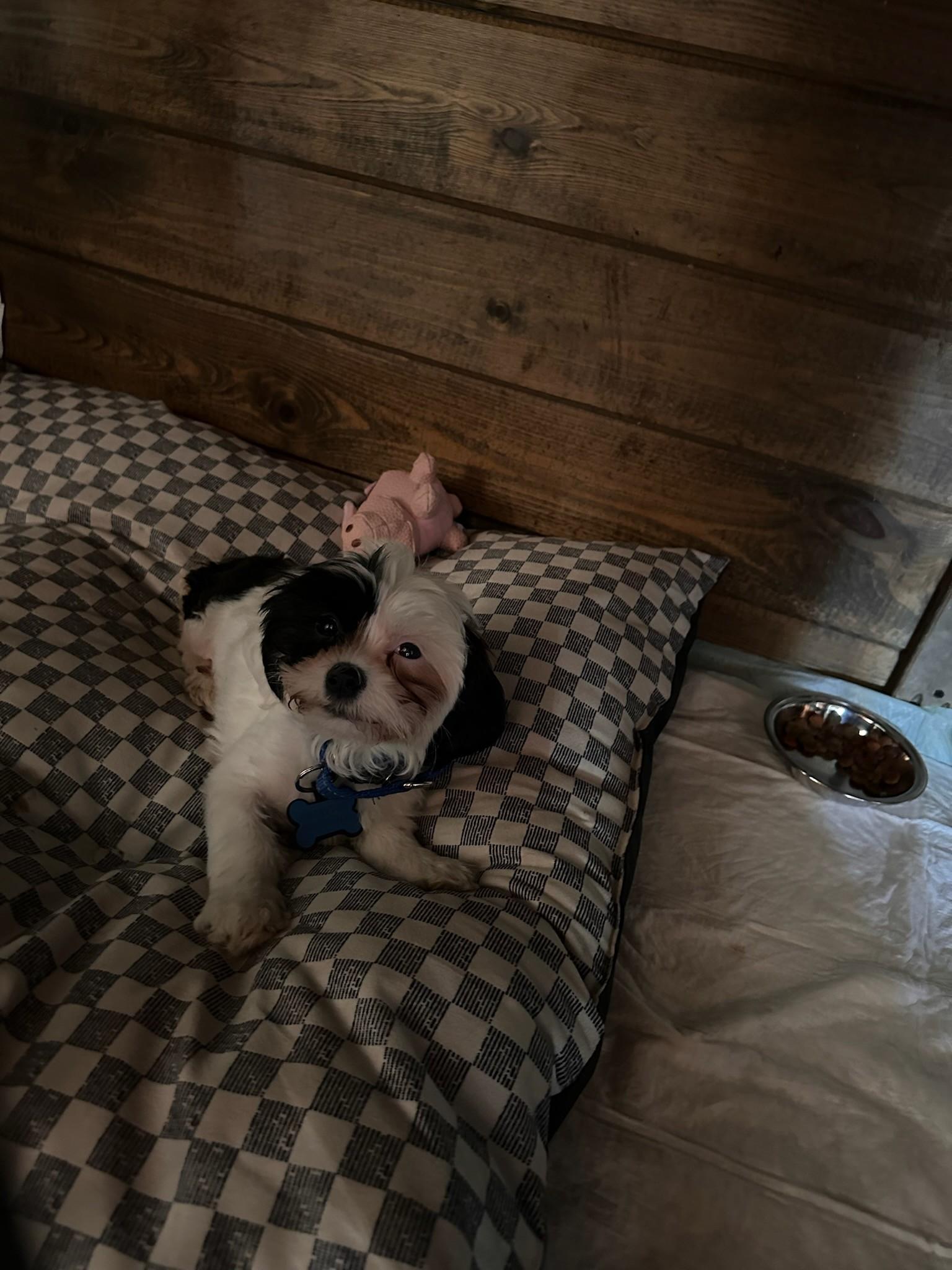 Enlarge TD, a Adopted Shih Tzu in Ione, CA image 1/1