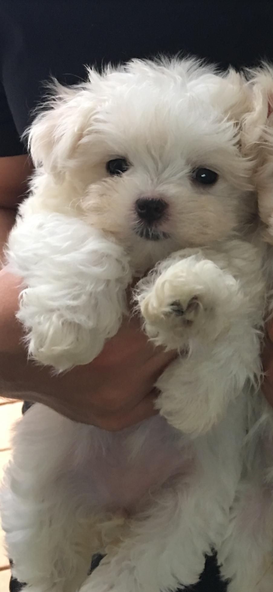 Enlarge Ella, a Adoptable Maltese in Toronto, ON image 1/6