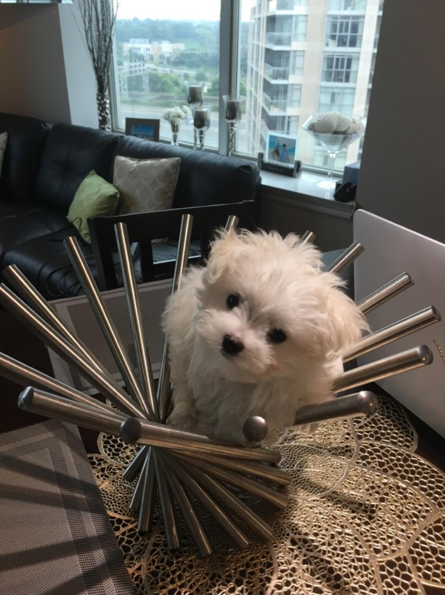 Enlarge Ella, a Adoptable Maltese in Toronto, ON image 2/6