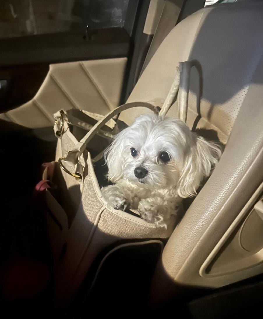 Enlarge Ella, a Adoptable Maltese in Toronto, ON image 6/6