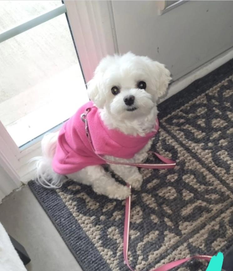 Enlarge Ella, a Adoptable Maltese in Toronto, ON image 3/6