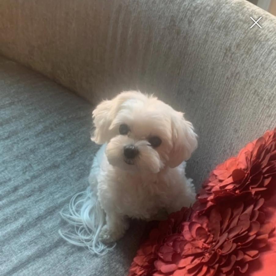 Enlarge Ella, a Adoptable Maltese in Toronto, ON image 4/6