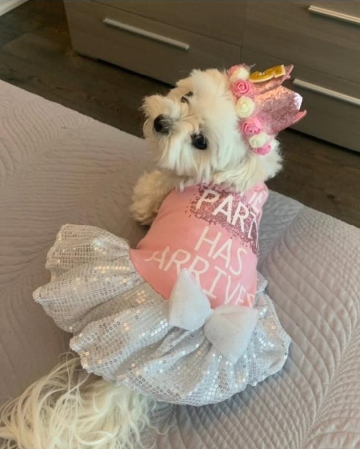 Enlarge Ella, a Adoptable Maltese in Toronto, ON image 5/6