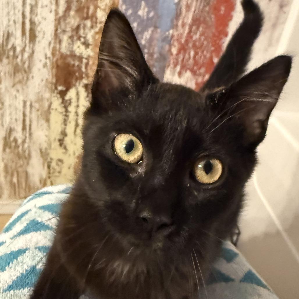 Lizzie, a Adoptable Domestic Short Hair in Boulder, CO image 1/6