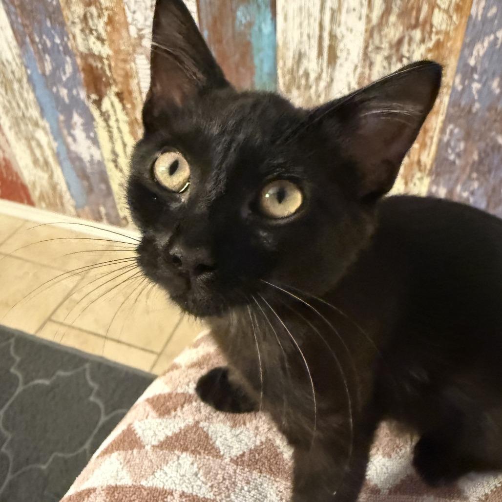 Lizzie, a Adoptable Domestic Short Hair in Boulder, CO image 2/6