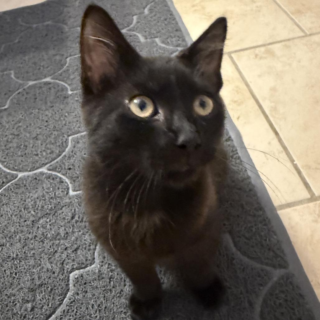 Lizzie, a Adoptable Domestic Short Hair in Boulder, CO image 4/6