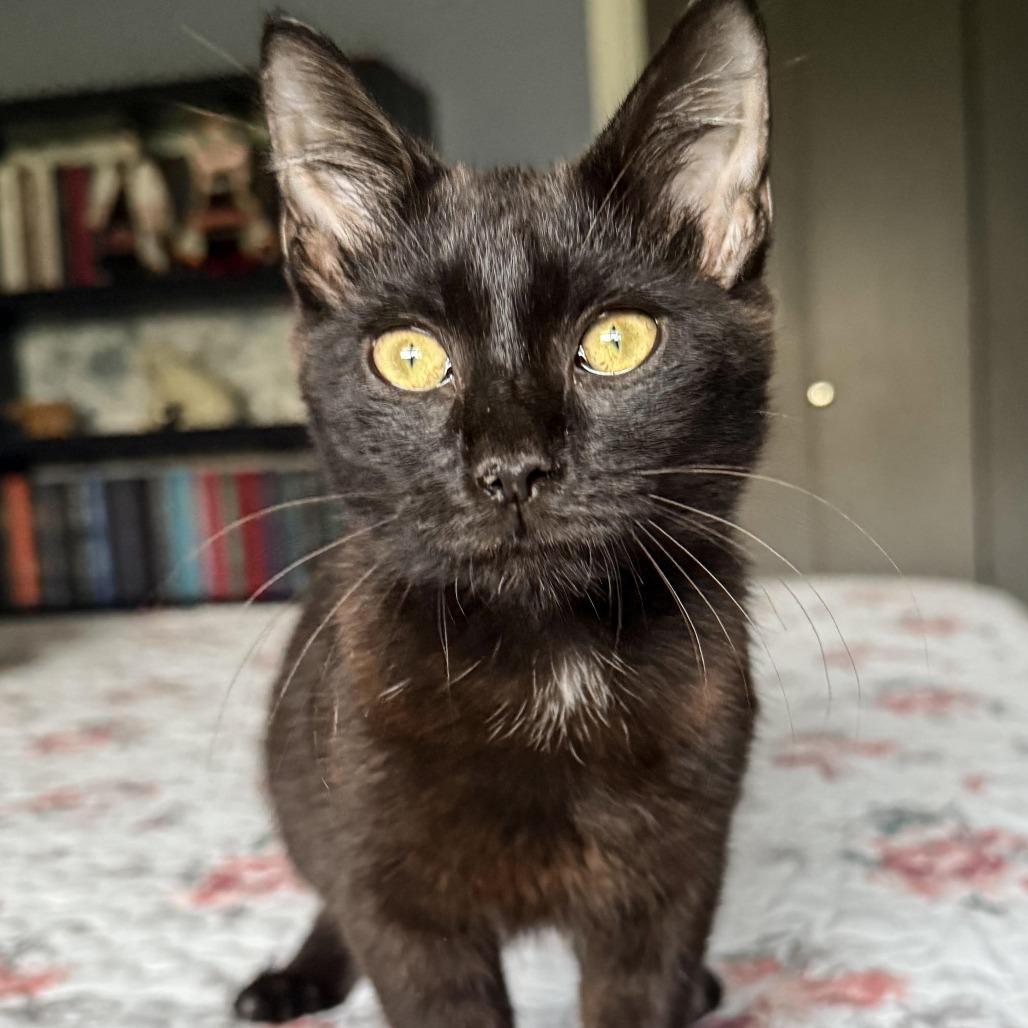 Lizzie, a Adoptable Domestic Short Hair in Boulder, CO image 5/6