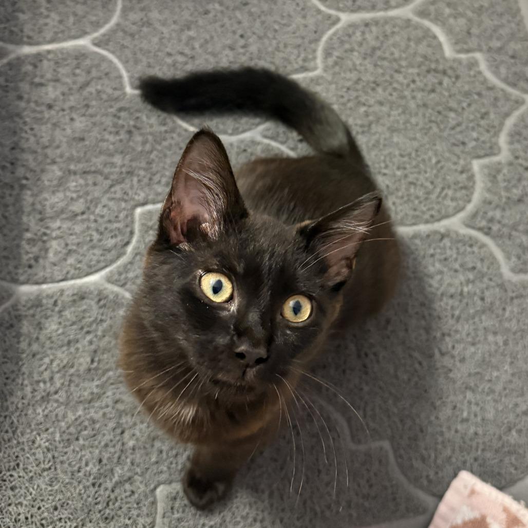 Lizzie, a Adoptable Domestic Short Hair in Boulder, CO image 6/6