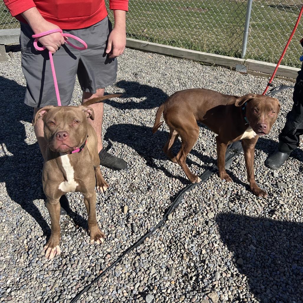 Enlarge Ashley, a Adoptable mixed breed in Binghamton, NY image 2/3