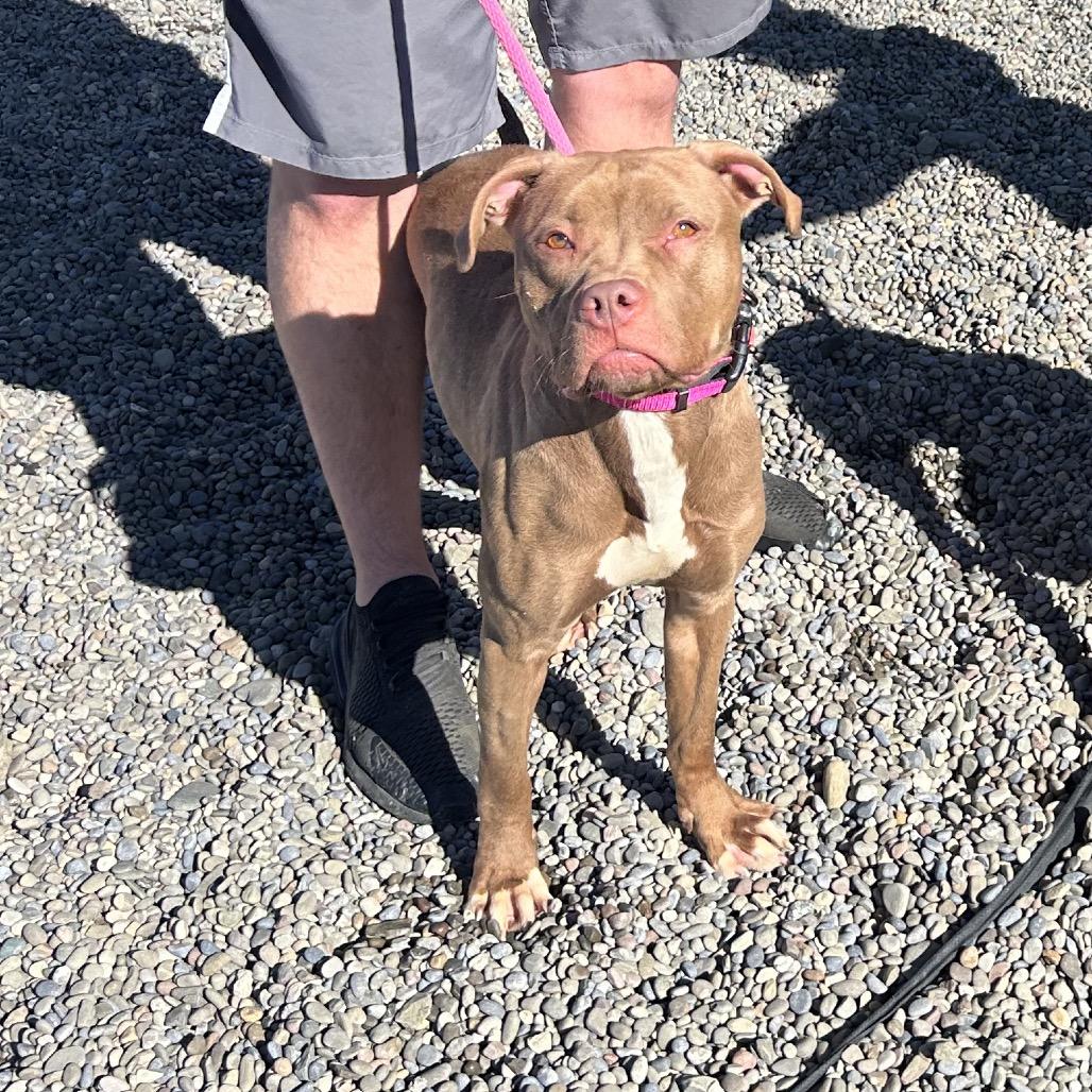 Enlarge Ashley, a Adoptable mixed breed in Binghamton, NY image 3/3