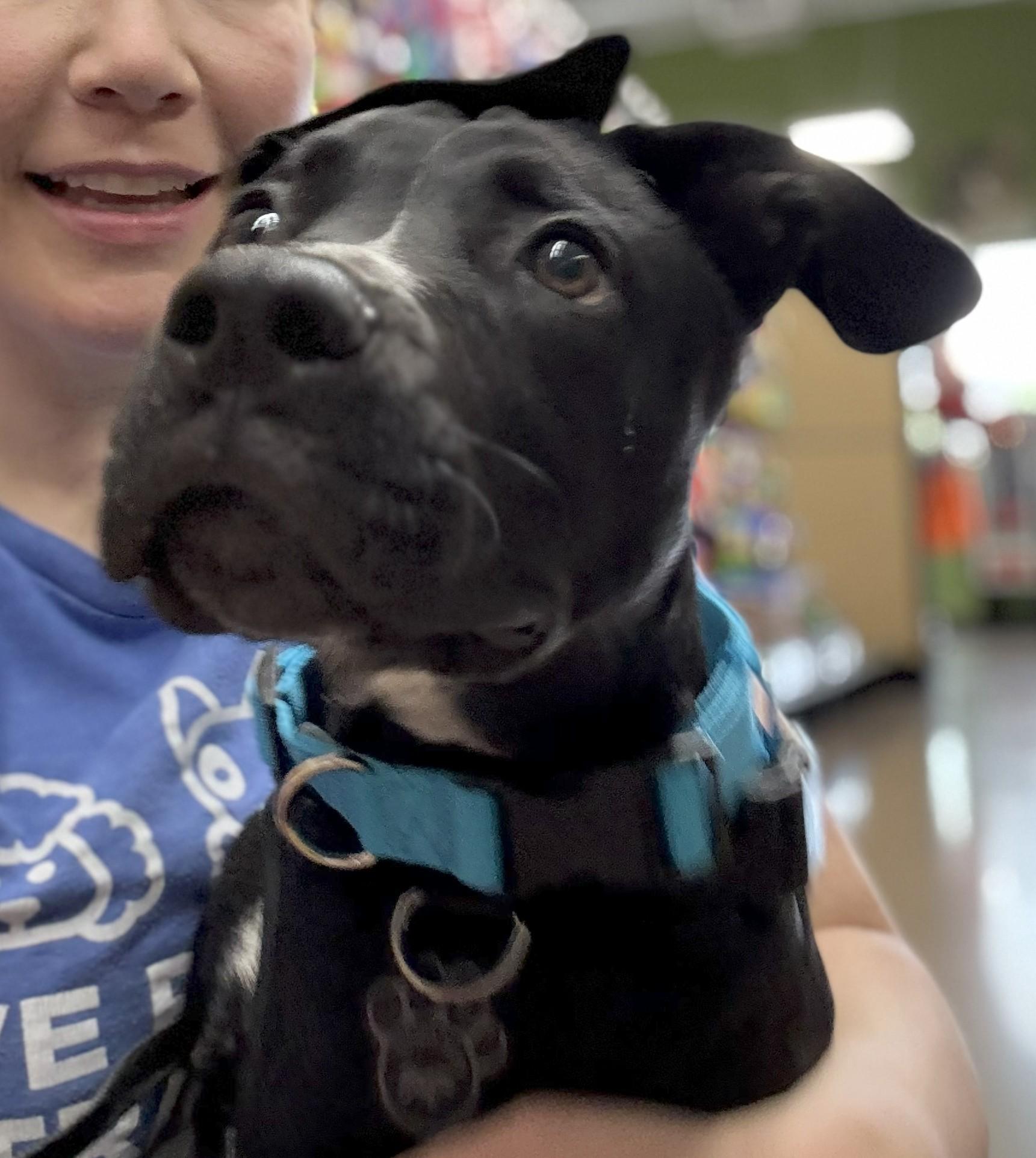 Enlarge Junior - EXT WS, a Adoptable mixed breed in Dallas, TX image 3/5