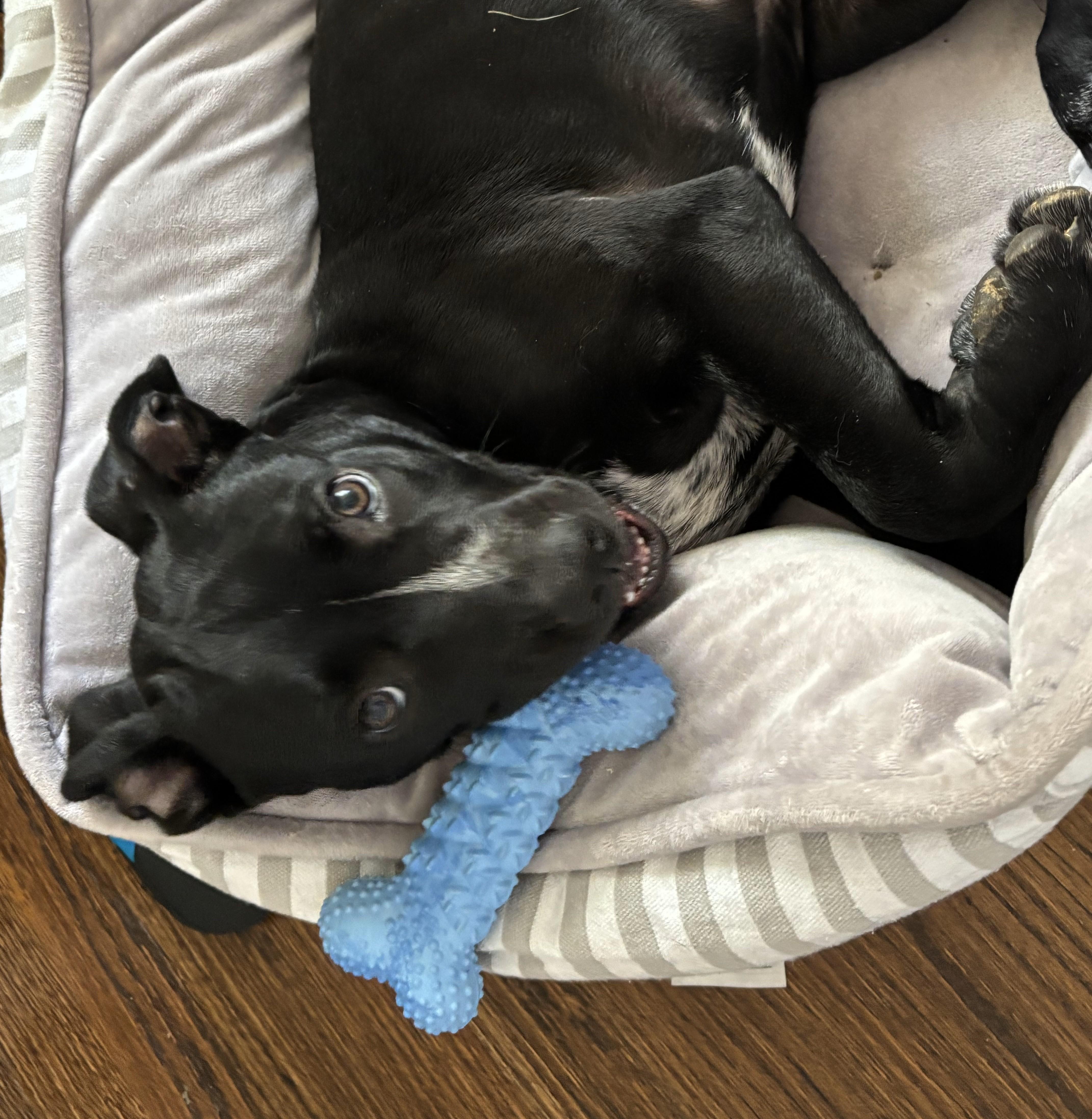 Enlarge Junior - EXT WS, a Adoptable mixed breed in Dallas, TX image 4/5