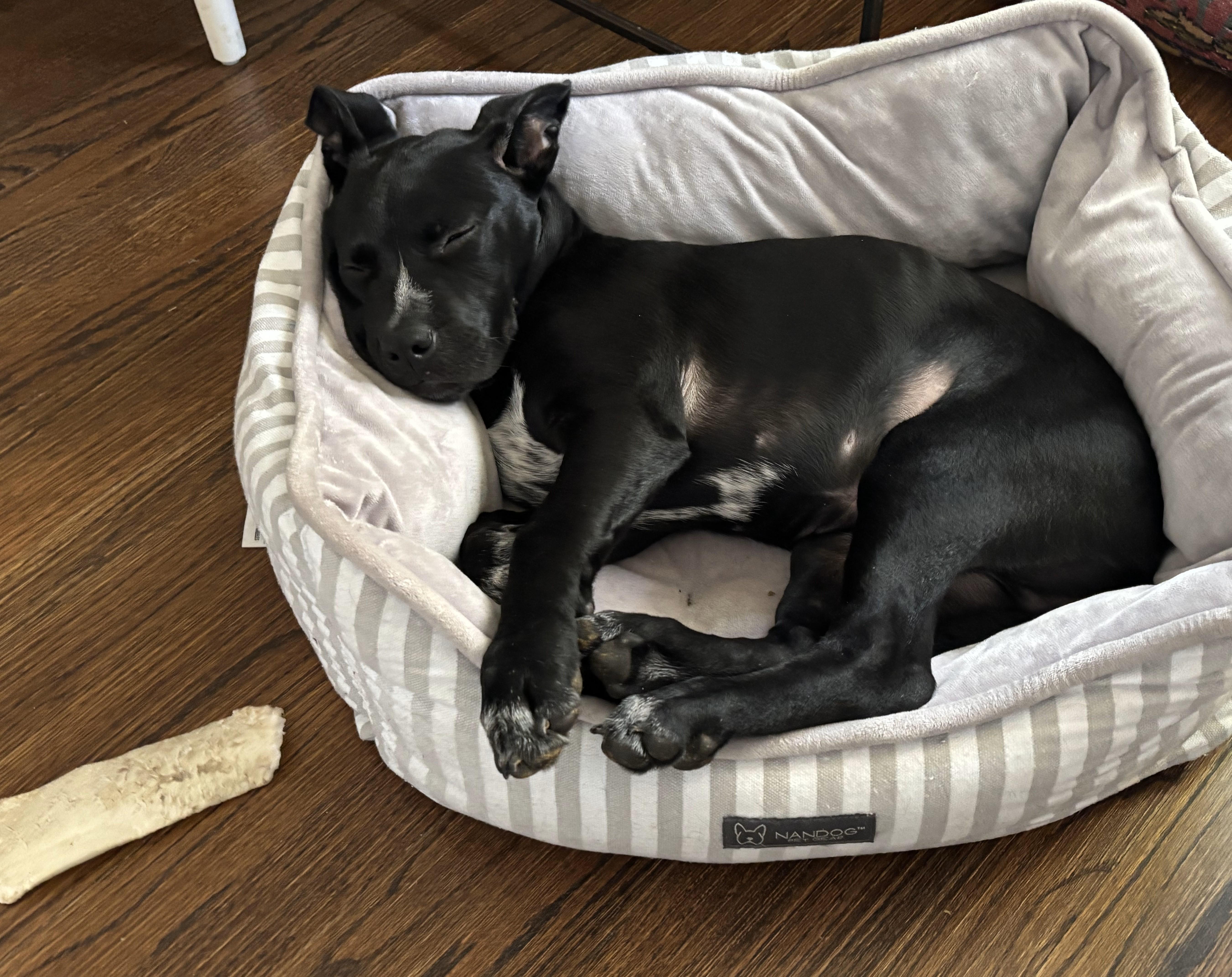 Enlarge Junior - EXT WS, a Adoptable mixed breed in Dallas, TX image 5/5