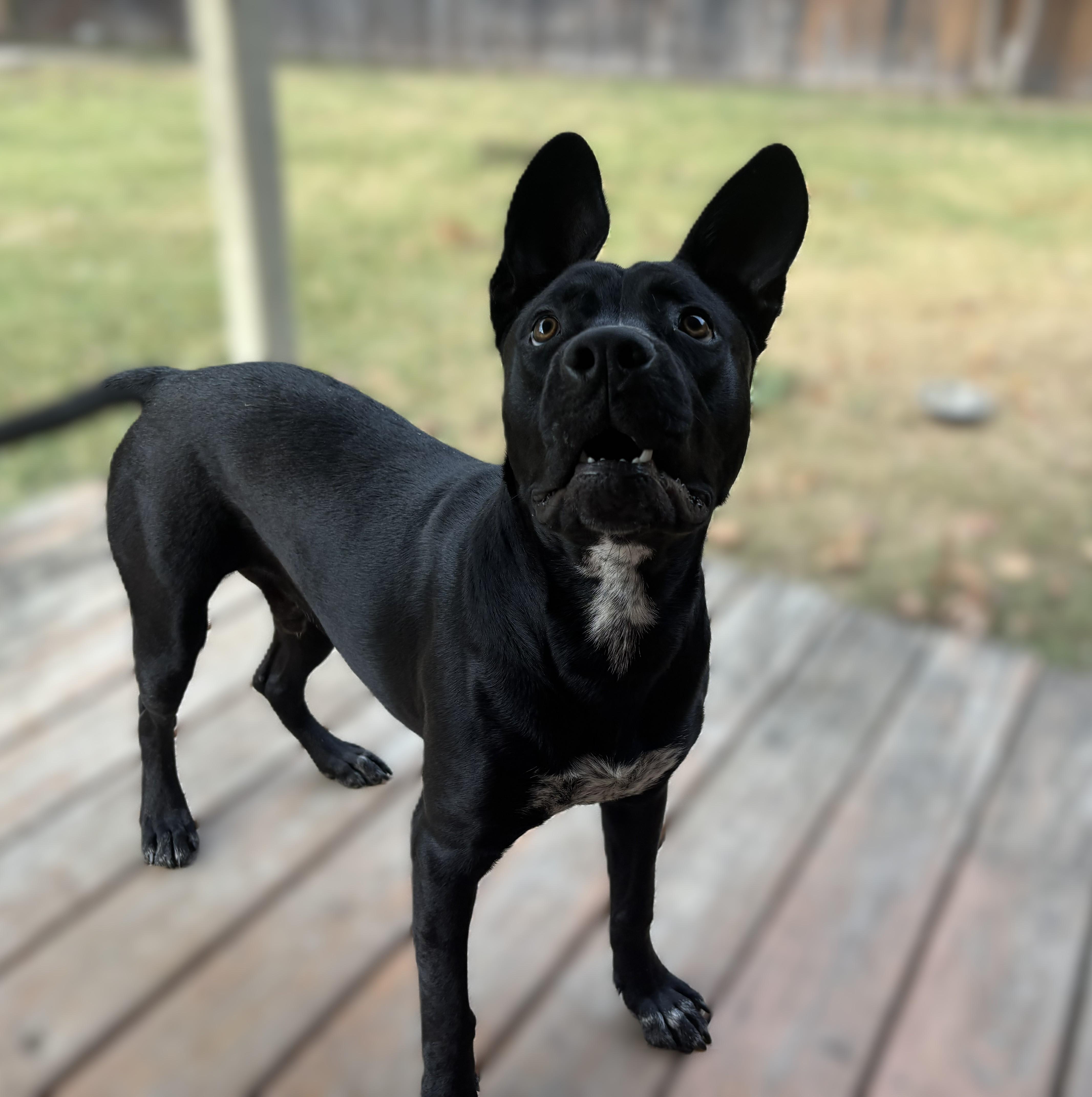 Enlarge Junior - EXT WS, a Adoptable mixed breed in Dallas, TX image 1/5