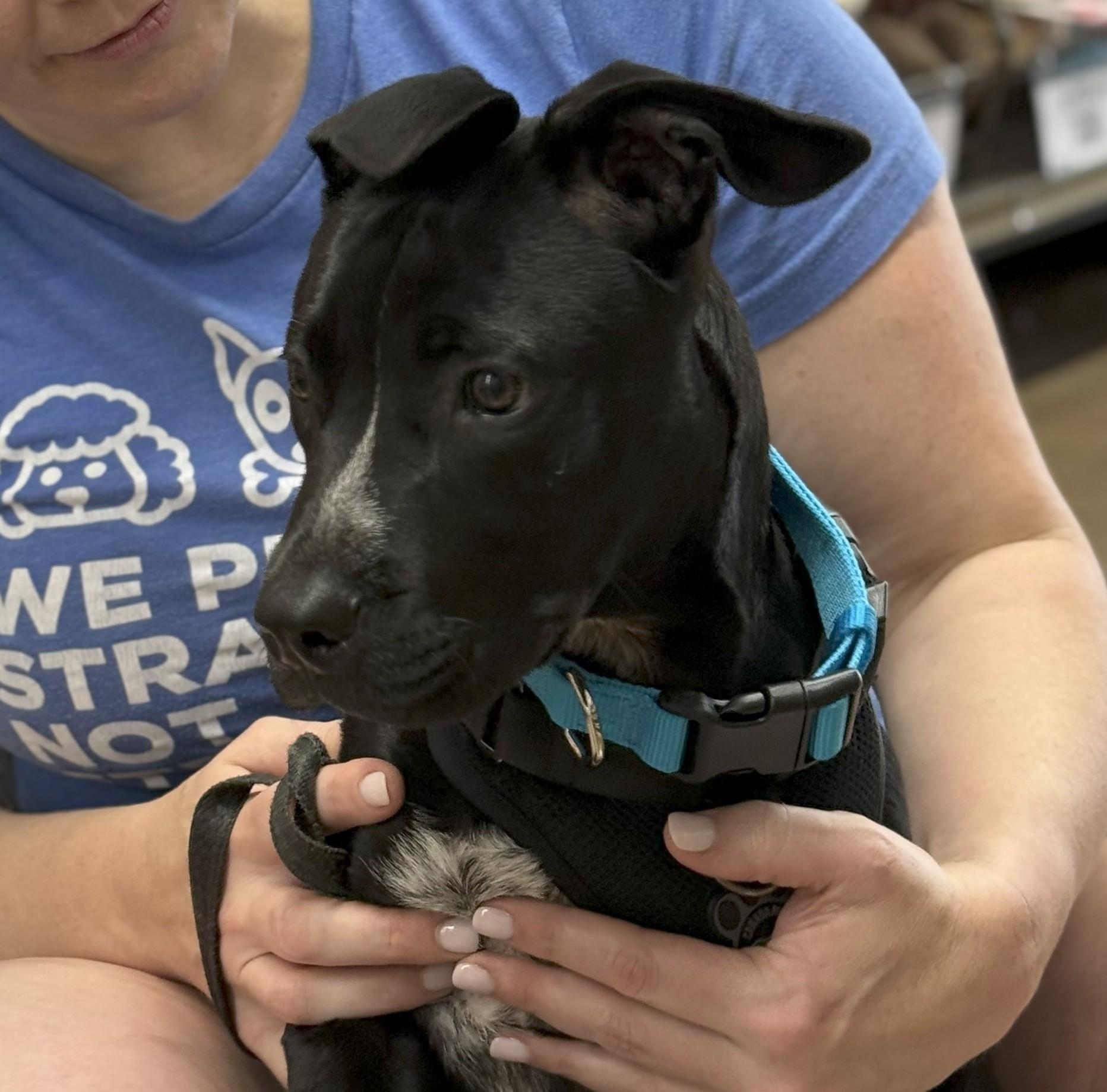 Enlarge Junior - EXT WS, a Adoptable mixed breed in Dallas, TX image 2/5