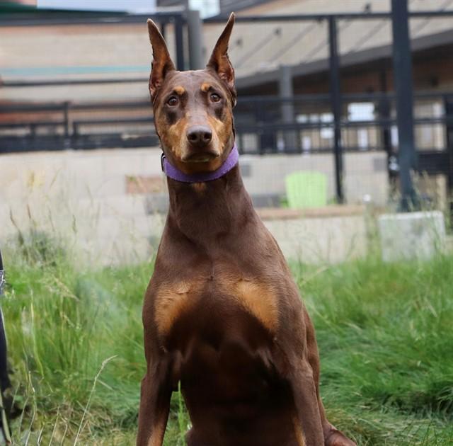 Enlarge HAZEL, a Adoptable Doberman Pinscher in San Luis Obispo, CA image 1/1