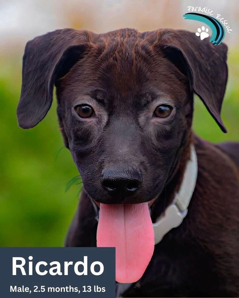 Ricardo, Adoptable, Puppy Male Labrador Retriever.