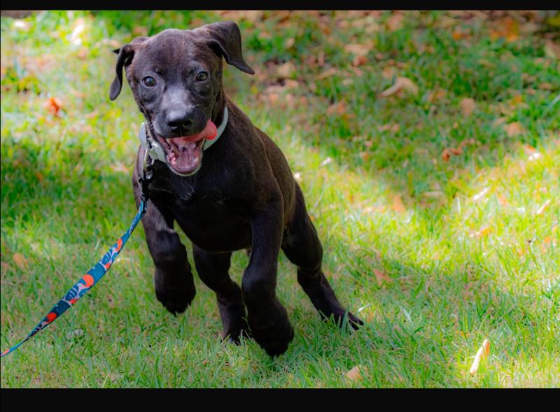 Enlarge Ricardo, a Adoptable mixed breed in Orlando, FL image 3/3