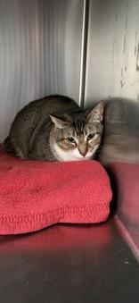 Kookie, ADOPTABLE, Adult Female Domestic Short Hair.