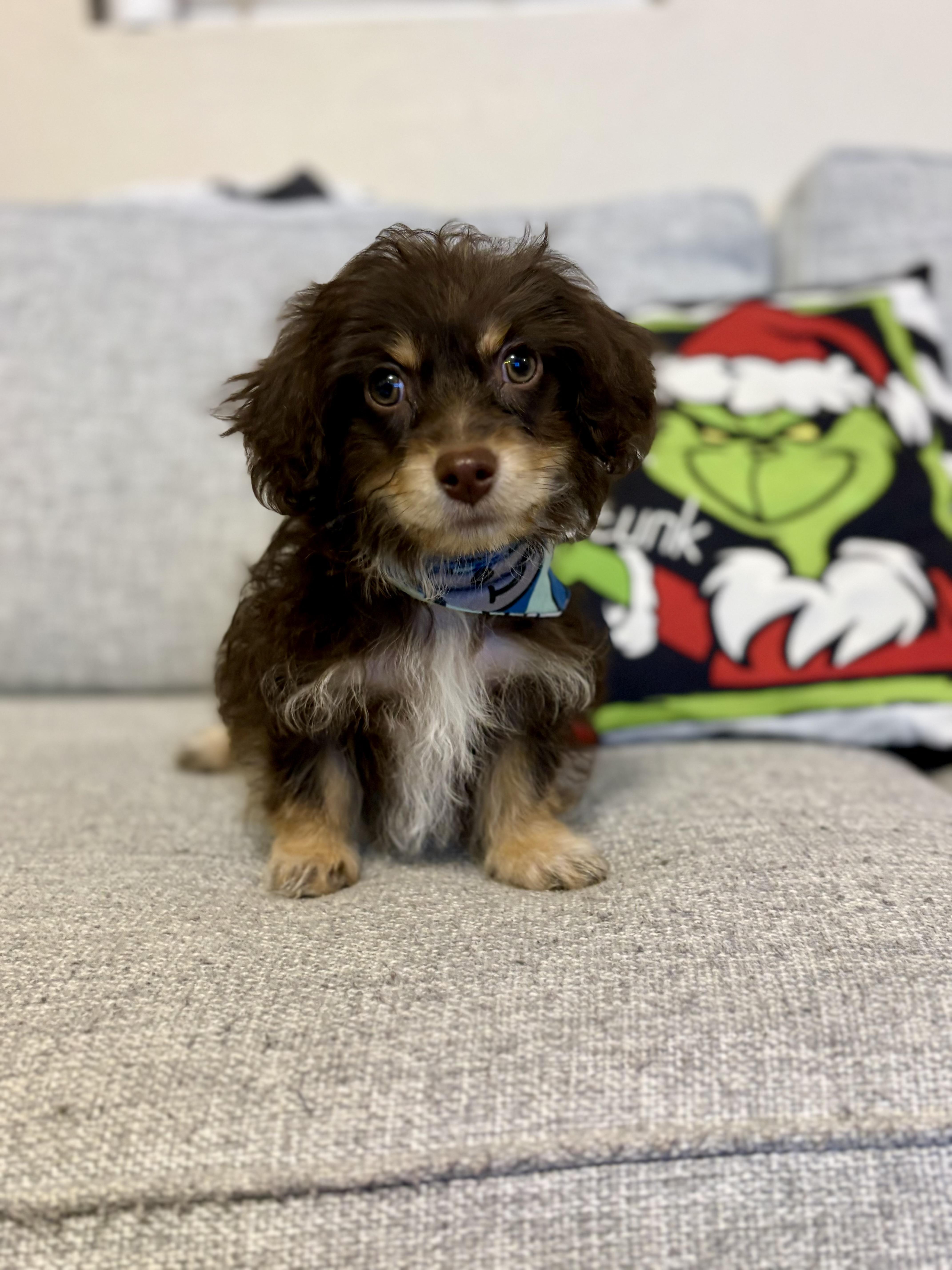 Enlarge Arlo, an adopted mixed breed in Chickasha, OK image 1/1