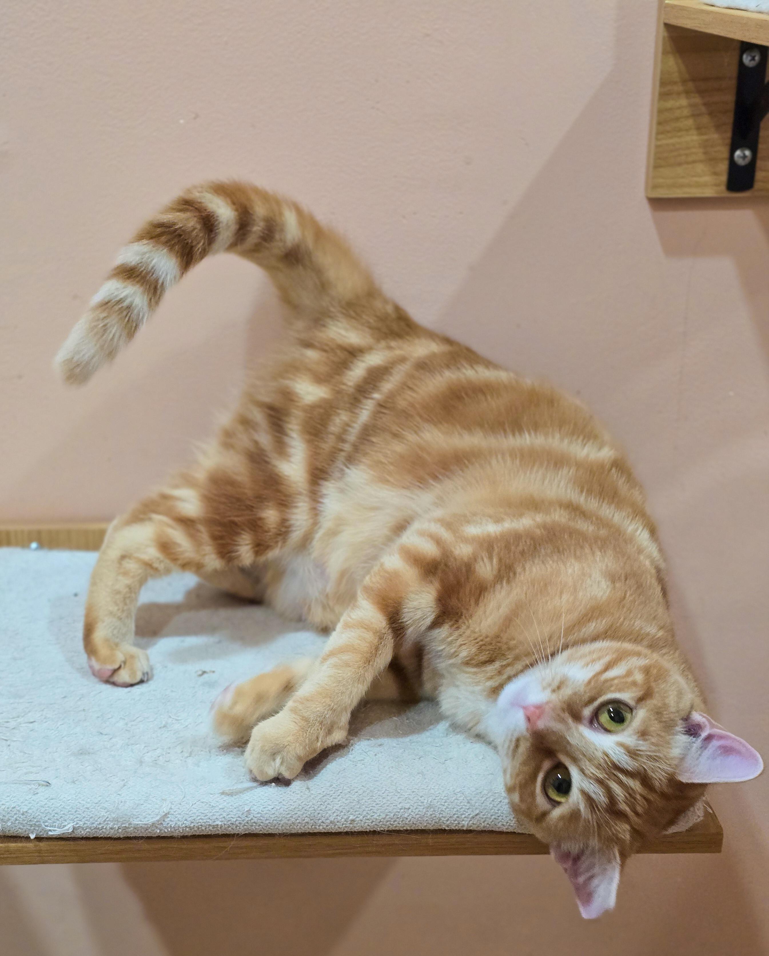 Fireball, a ADOPTABLE Domestic Short Hair in Mullica Hill, NJ image 2/4