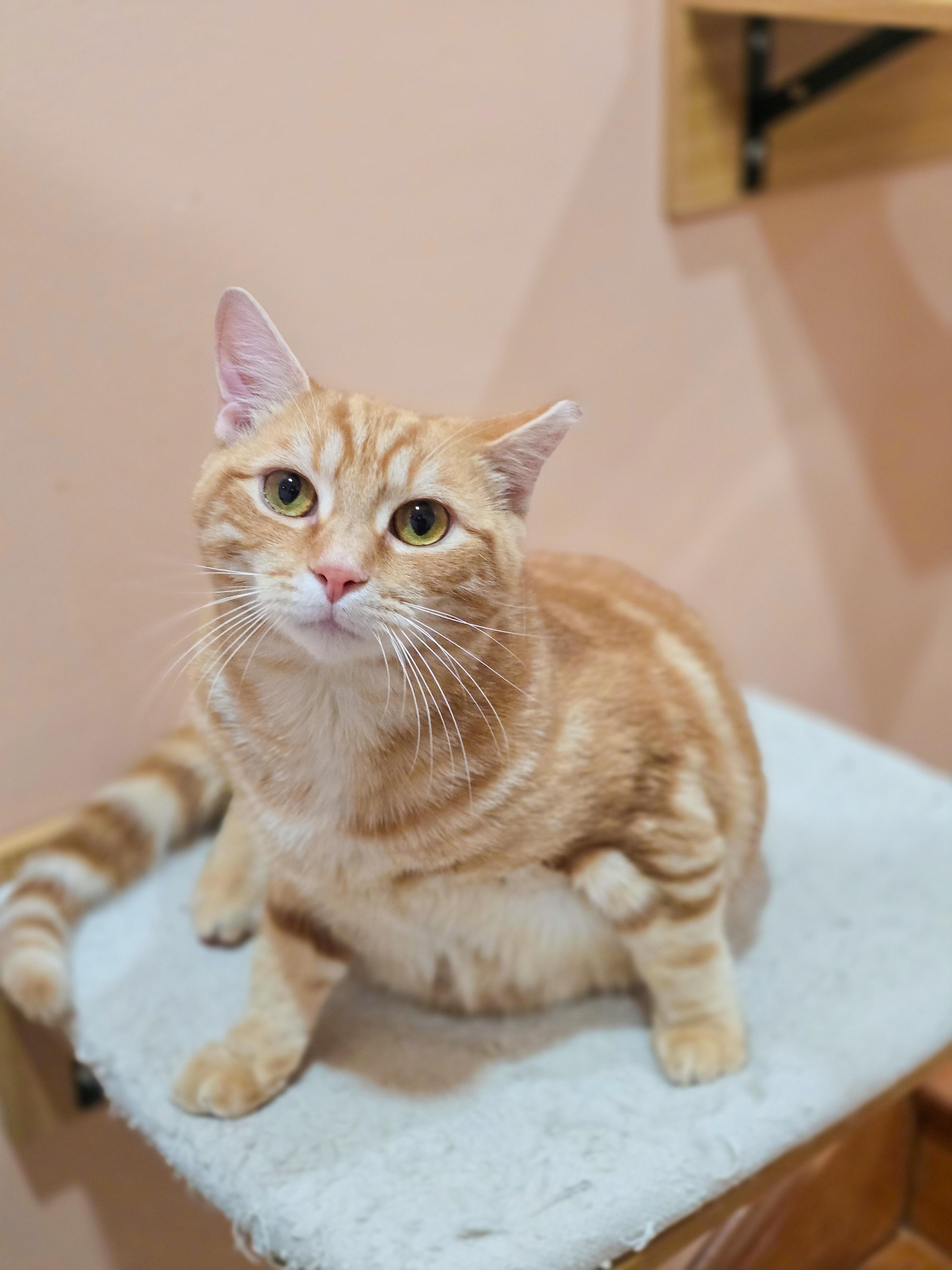 Fireball, a ADOPTABLE Domestic Short Hair in Mullica Hill, NJ image 3/4