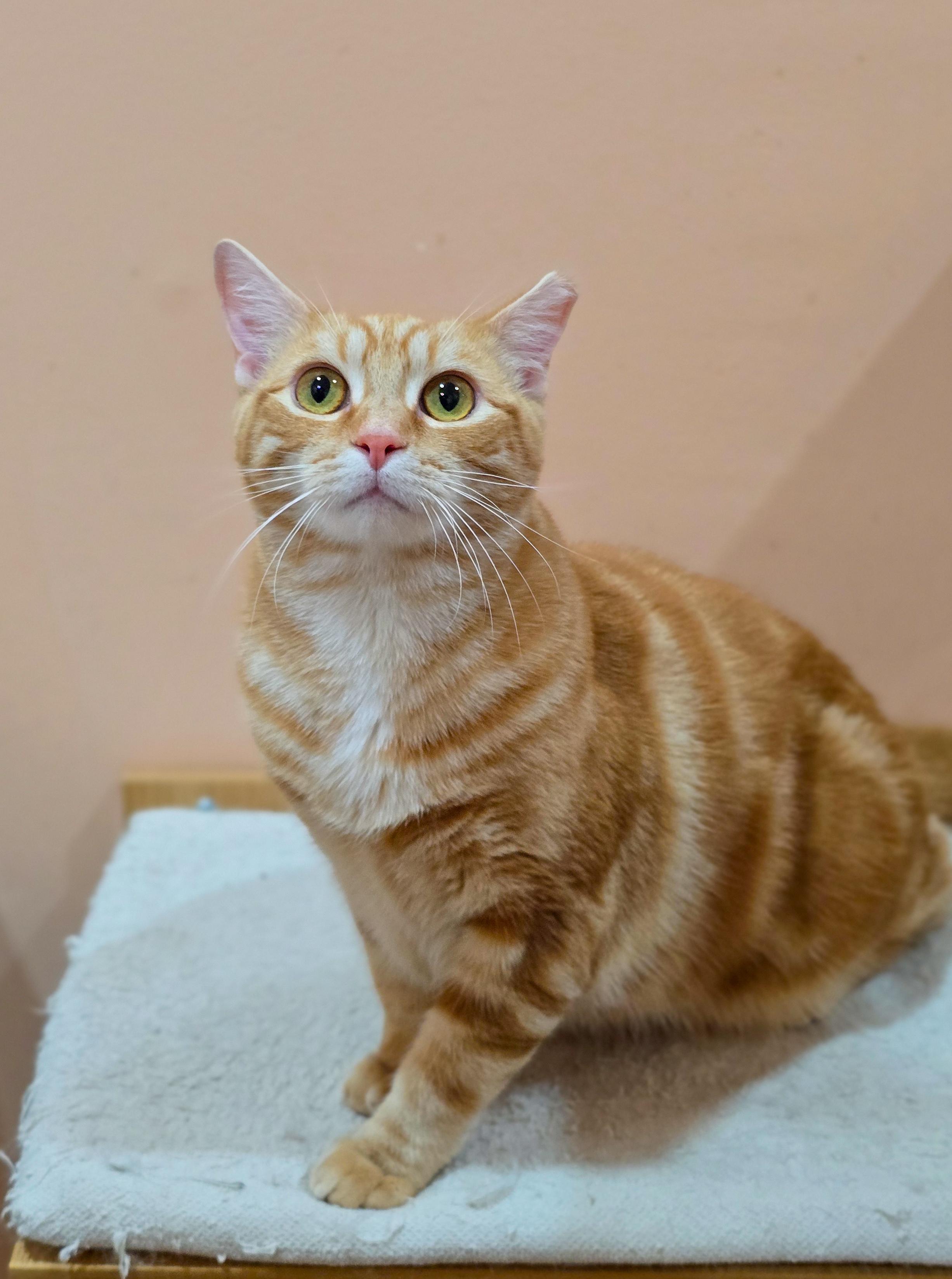 Fireball, a ADOPTABLE Domestic Short Hair in Mullica Hill, NJ image 1/4