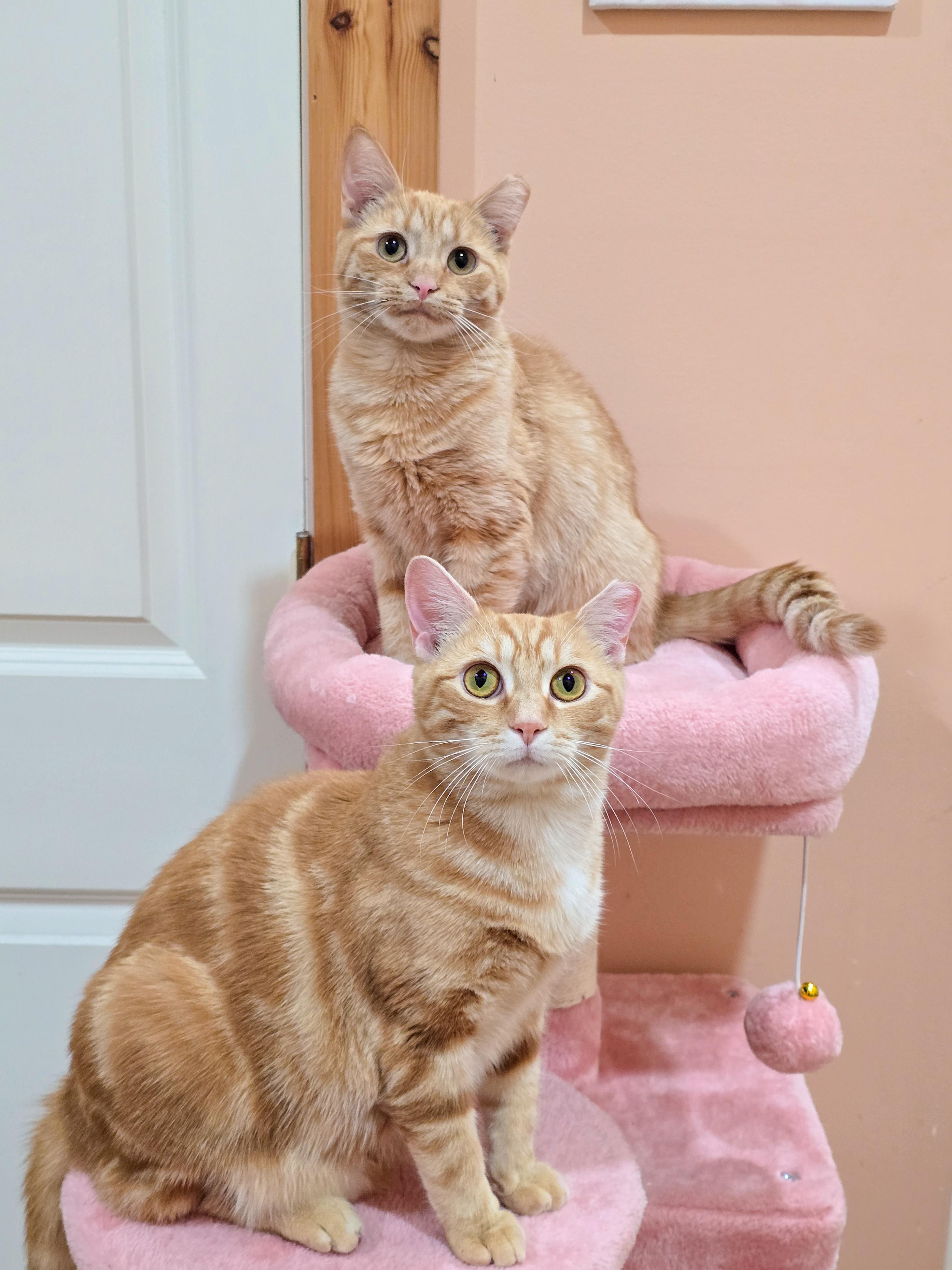 Fireball, a ADOPTABLE Domestic Short Hair in Mullica Hill, NJ image 4/4