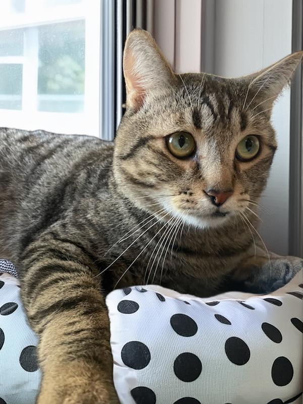 Saber, Adoptable, Young Male Domestic Short Hair.