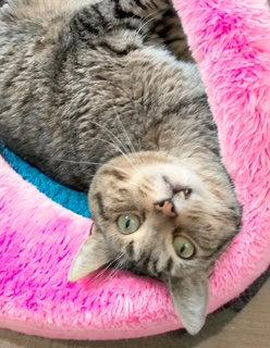Enlarge Saber, a Adoptable Domestic Short Hair in Chandler, AZ image 2/3