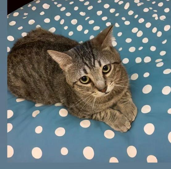 Saber, a Adoptable Domestic Short Hair in Chandler, AZ image 2/3