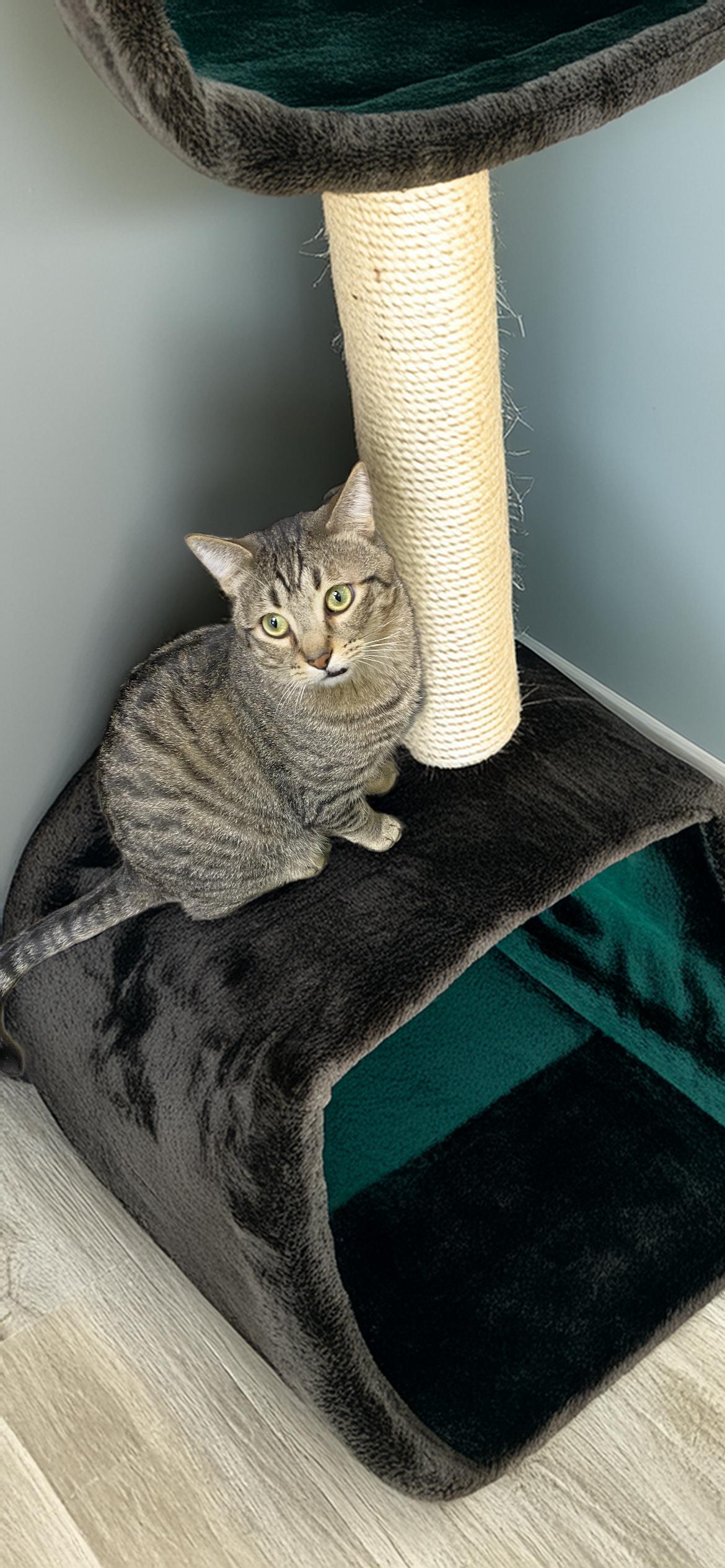 Saber, a Adoptable Domestic Short Hair in Chandler, AZ image 3/3