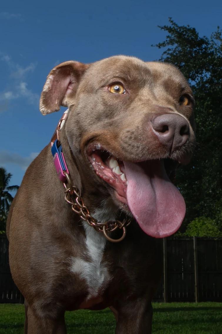 Patty, Adoptable, Adult Female American Staffordshire Terrier & Chocolate Labrador Retriever.
