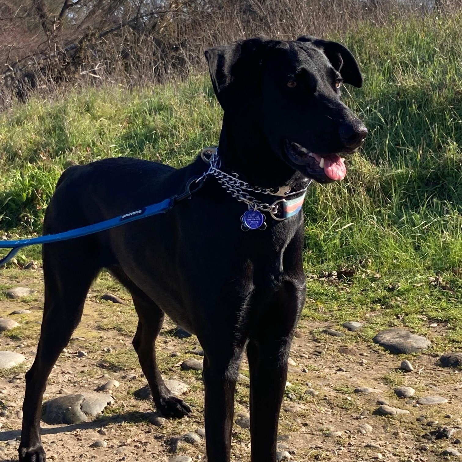 Enlarge Rue, a ADOPTABLE Labrador Retriever in Sacramento, CA image 2/6