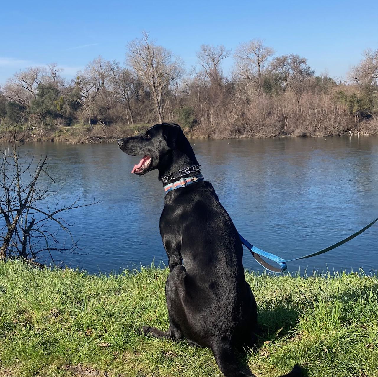 Enlarge Rue, a ADOPTABLE Labrador Retriever in Sacramento, CA image 3/6