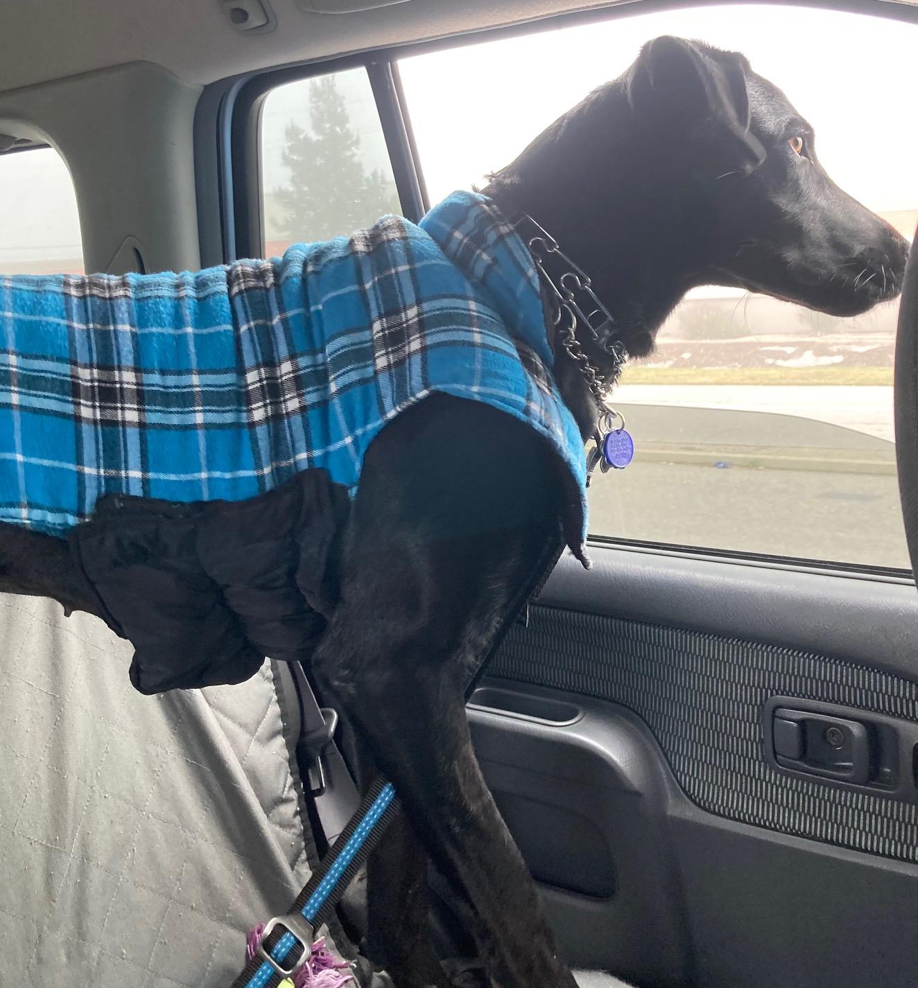 Enlarge Rue, a ADOPTABLE Labrador Retriever in Sacramento, CA image 4/6