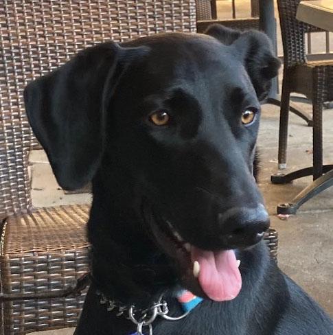 Rue, ADOPTABLE, Young Female Labrador Retriever.