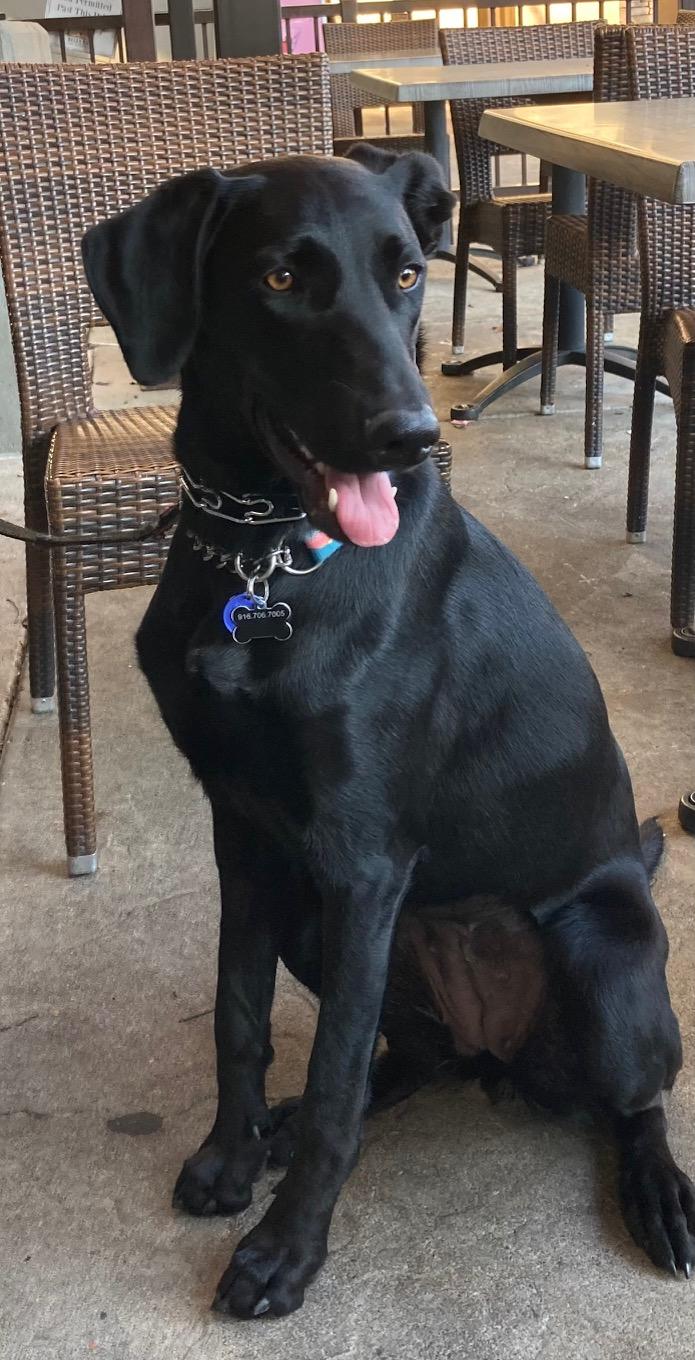 Enlarge Rue, a ADOPTABLE Labrador Retriever in Sacramento, CA image 5/6