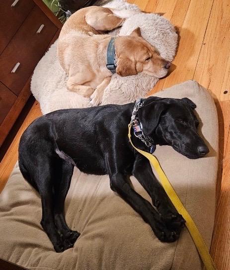 Enlarge Rue, a ADOPTABLE Labrador Retriever in Sacramento, CA image 6/6