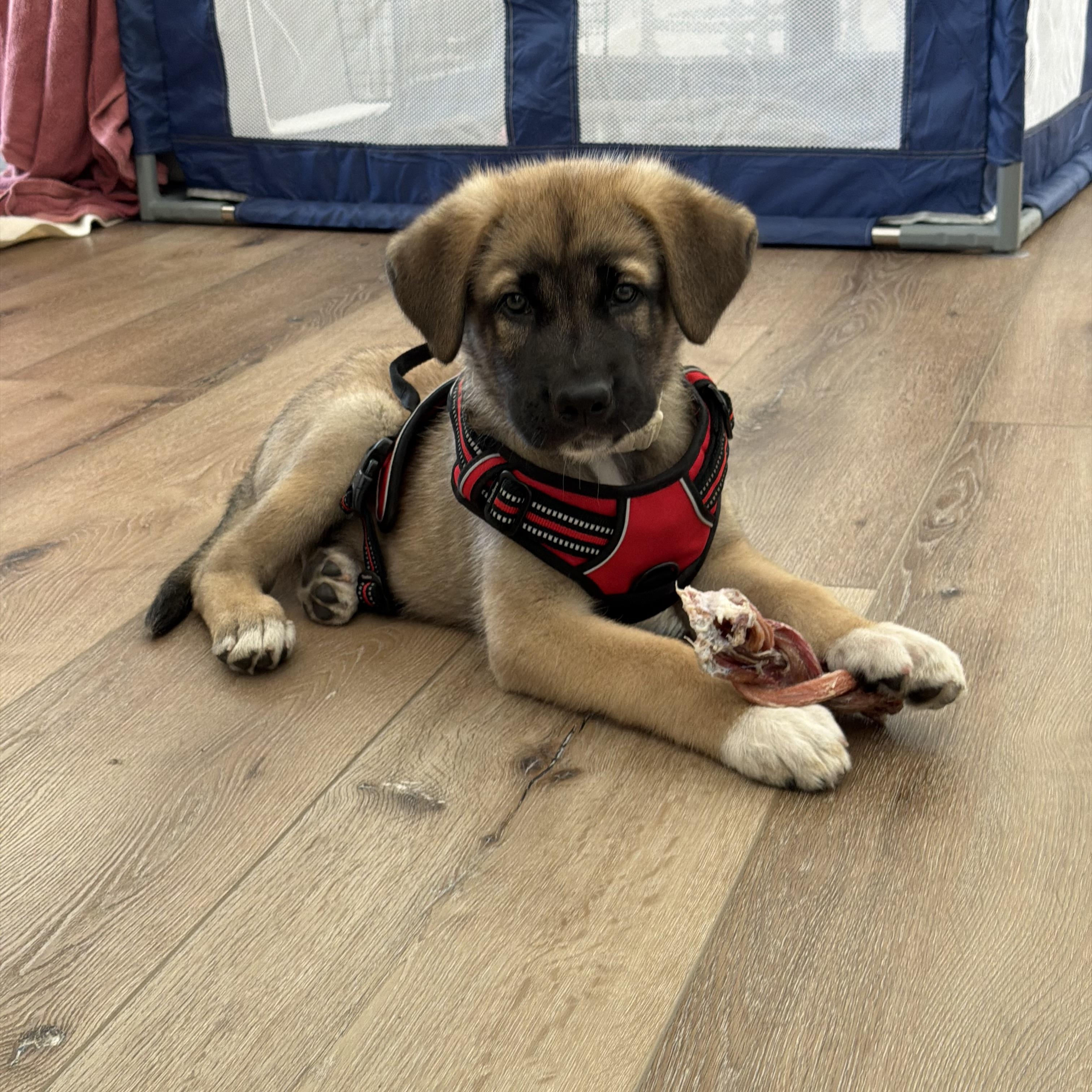 Enlarge Bubba, an adopted mixed breed in Davis, CA image 2/2