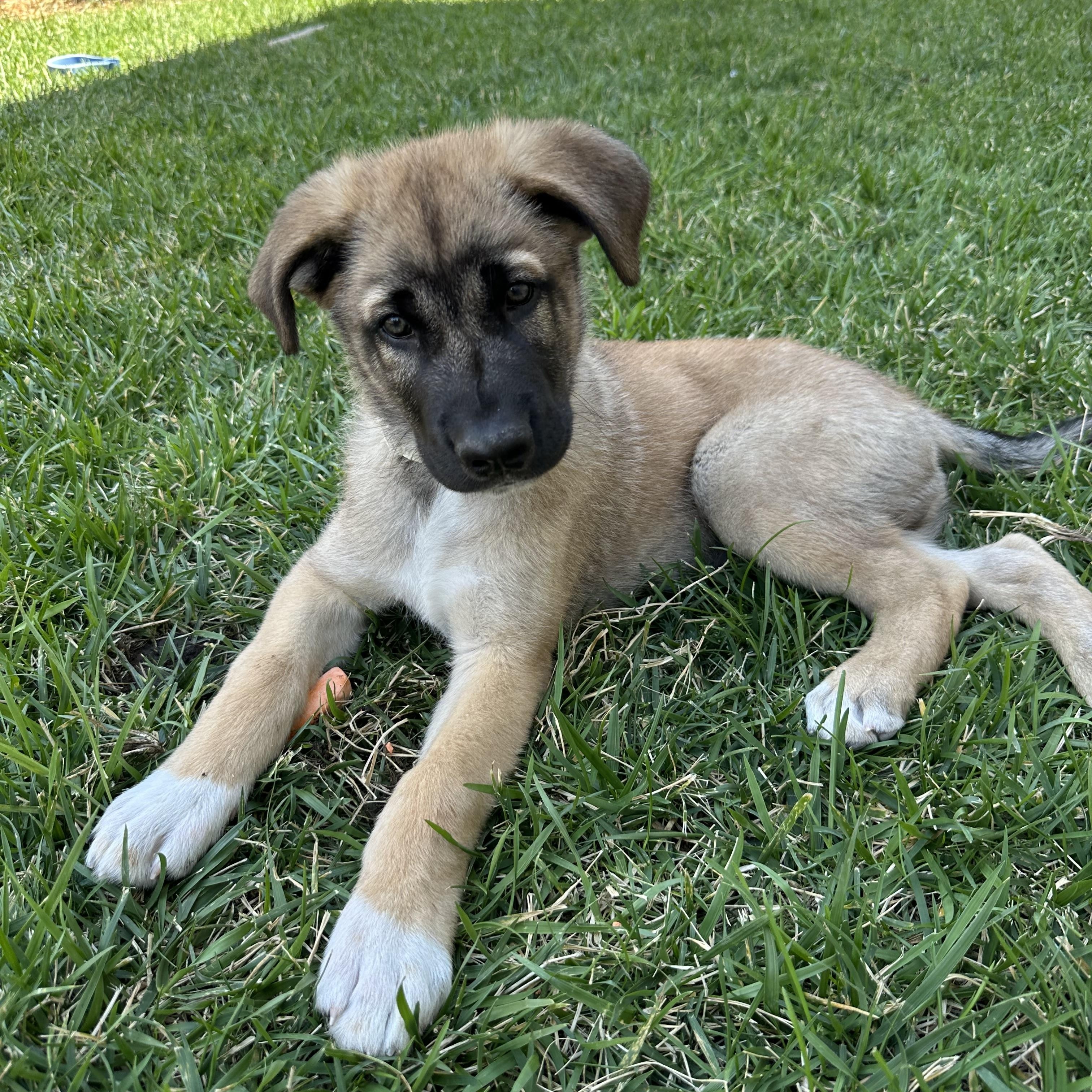 Bubba, adopted, Puppy Male German Shepherd Dog & Anatolian Shepherd.