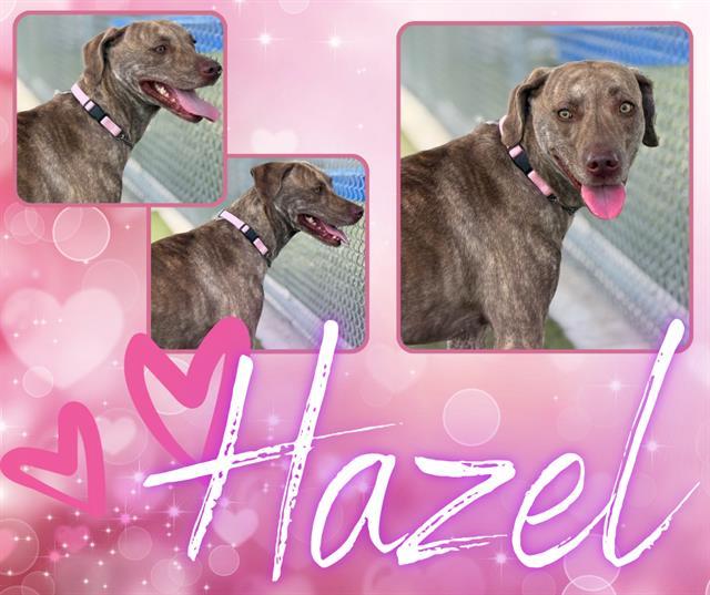 Enlarge HAZEL, a Adoptable mixed breed in Pearland, TX image 1/1