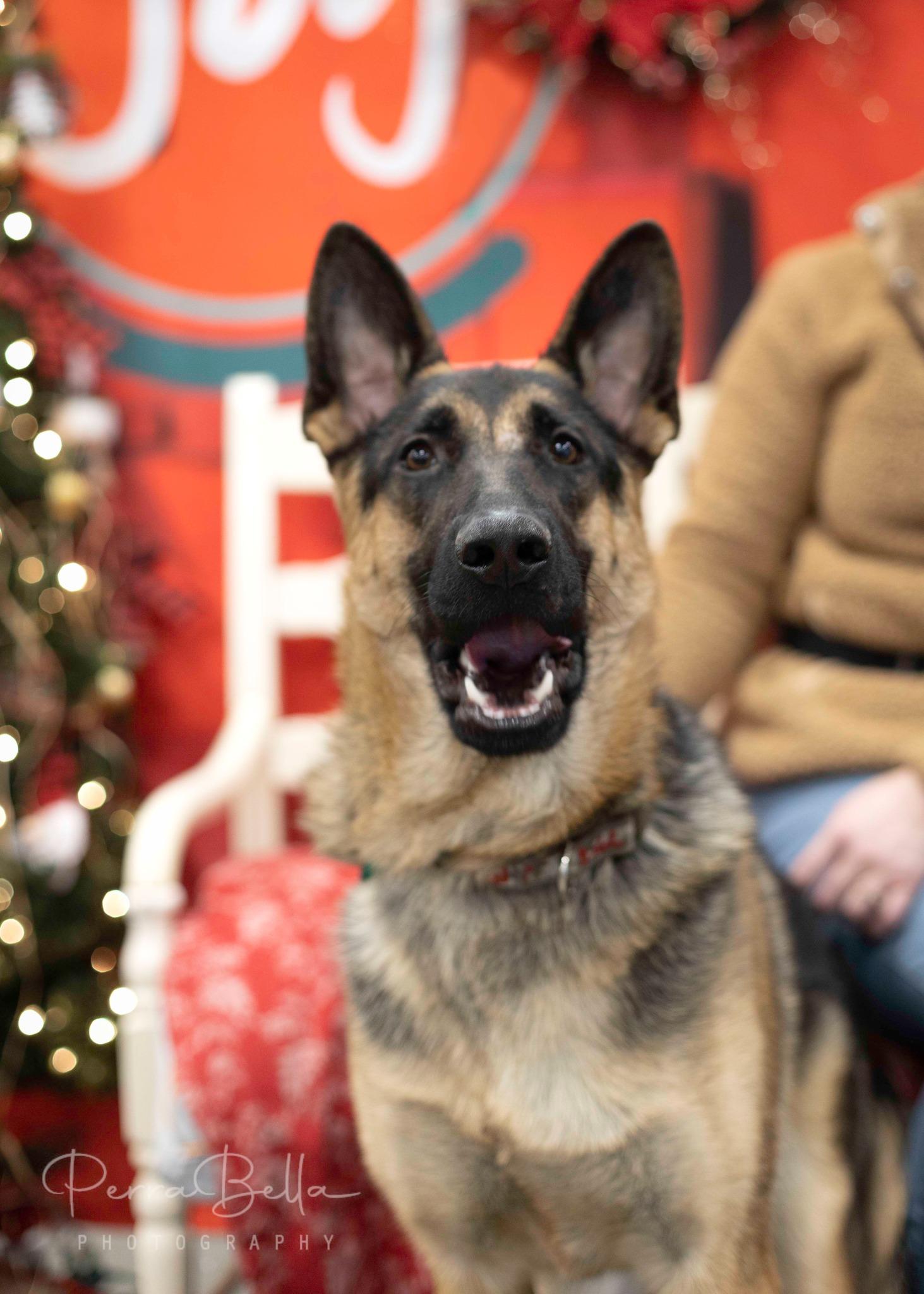 Enlarge Wryker, a Adoptable German Shepherd Dog in West Richland, WA image 1/6